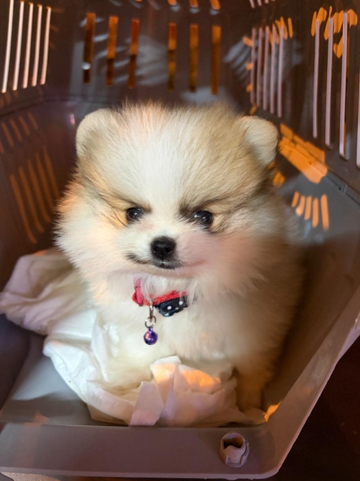 Spitz pommeranian