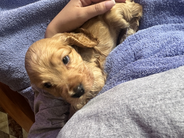 Chiot Cocker Spaniel