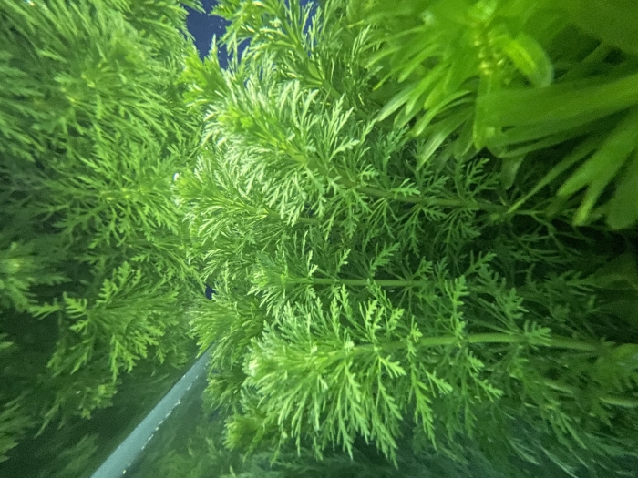 Plante aquatique