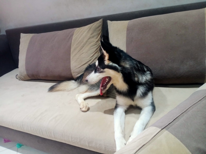 husky chienne