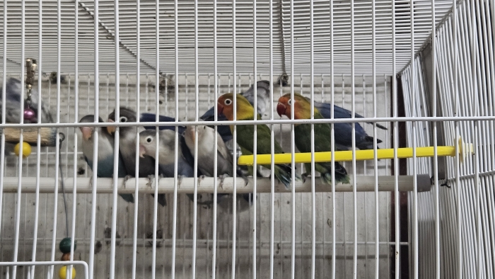 Les inséparables de fisher en gros