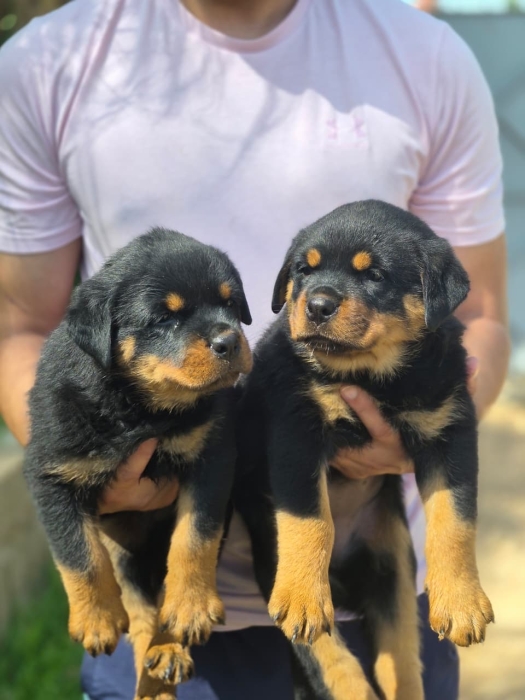 Rottweiler