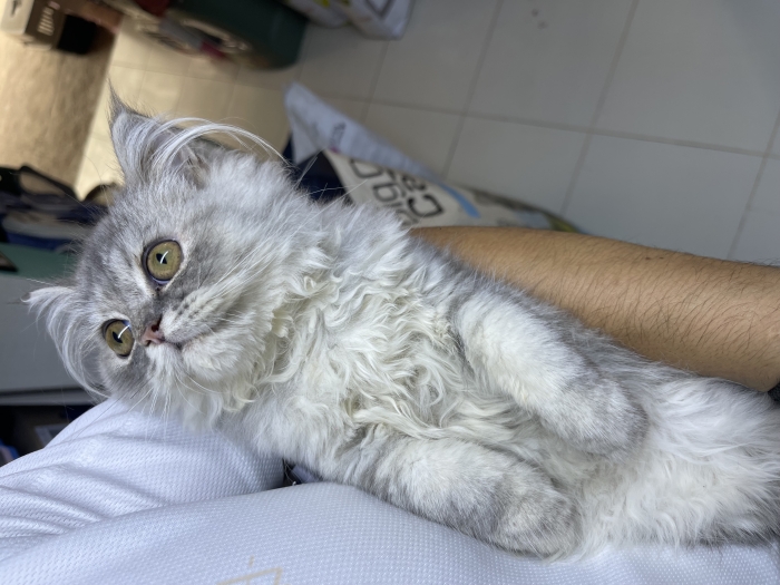 Persian