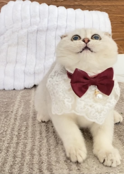 Chatons Scottish Fold silver mâle