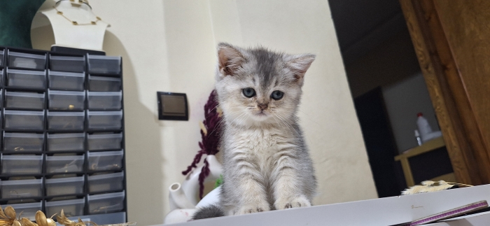 British shorthair female silver shaded