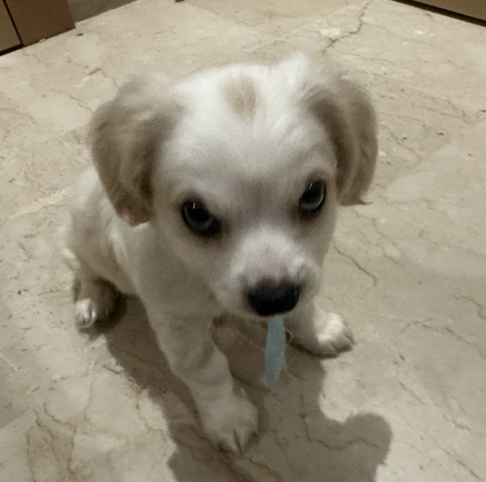 Maltipoo mix avec épagneul roi charles