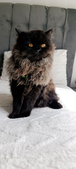 Chat male persan race black moon