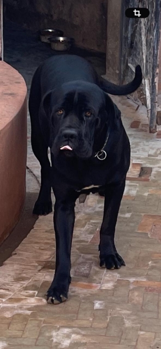 Cani corso noire brillant