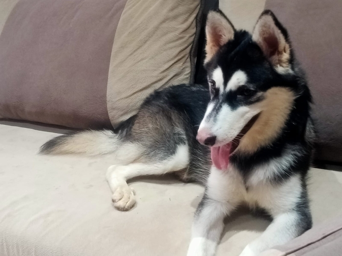 husky chienne