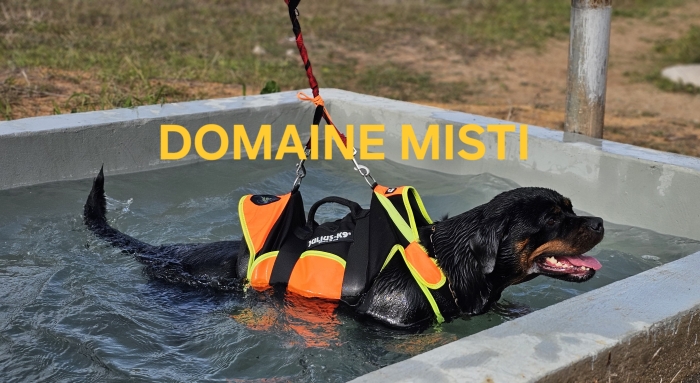 Pension / Hôtel pour chiens PRO