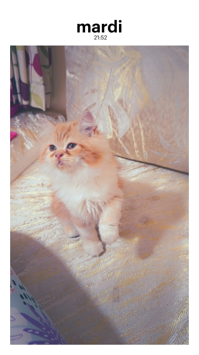 Chat ragdoll persan