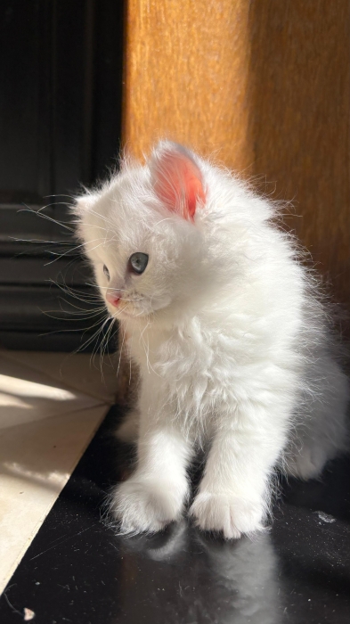 Highland Straight et scottish fold