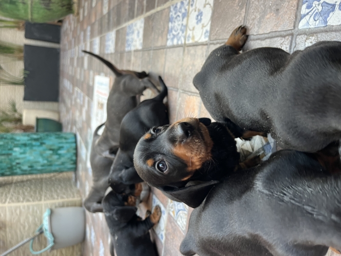 Magnifiques teckels minis pure race