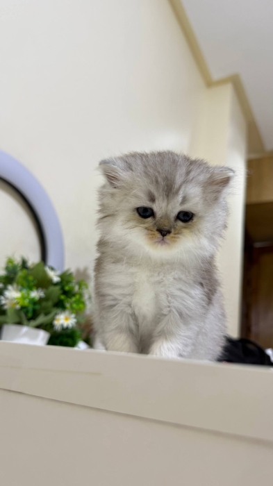 British shorthair et Scottish Fold