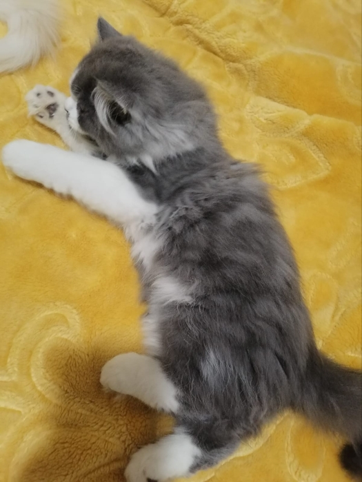 قطط صغيرة مع ذكر بالغ