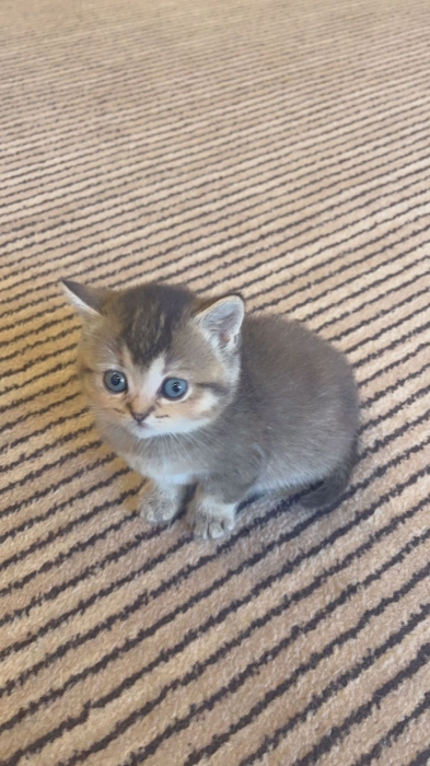 Scotish chaton