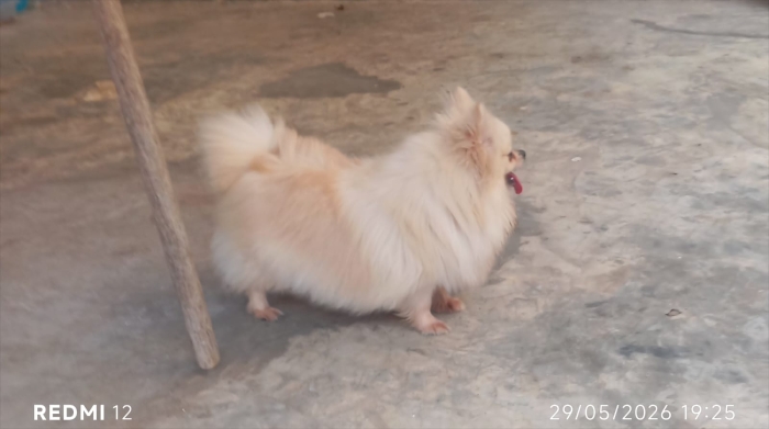 Super femelle spitz nain Poméranie