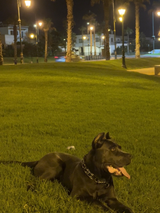 Cane corao