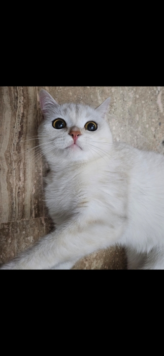 Scottish straight male castré