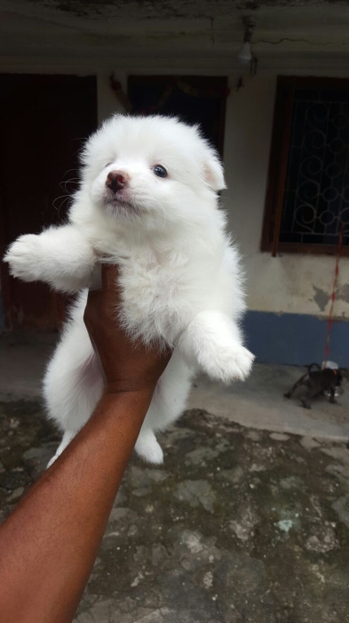 magnifique chiots spitz male femelle