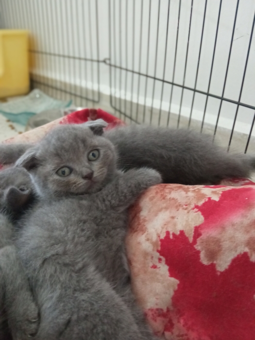 قطط اسكوتش فولد رمادية فائقة الجمال (Scottish Fold Grey)