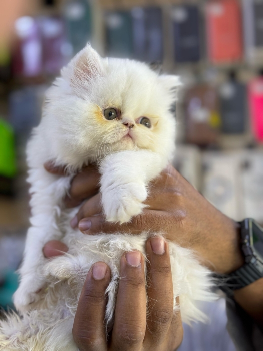 Chaton persan pure race