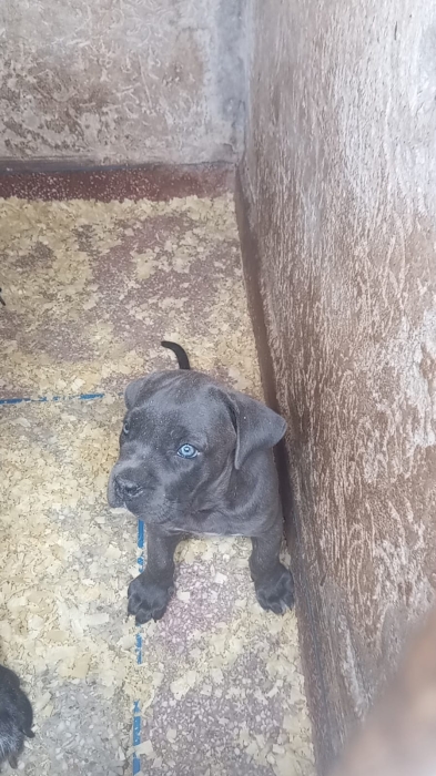 Super chiot femelle cane corso race pure
