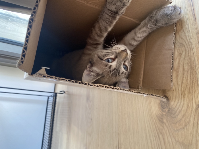 Chat propre et gentil à adopter