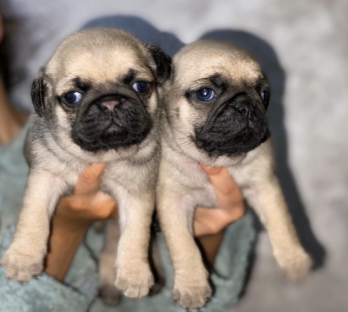 Magnifique chiots carlin male femelle