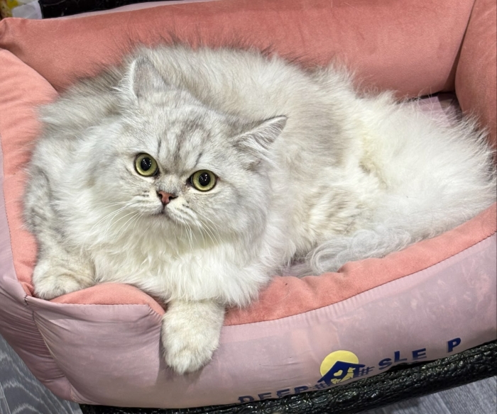 British longhair silver