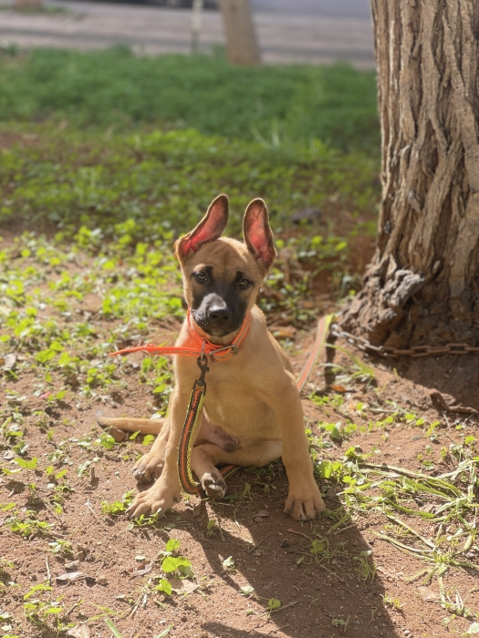 Malinois