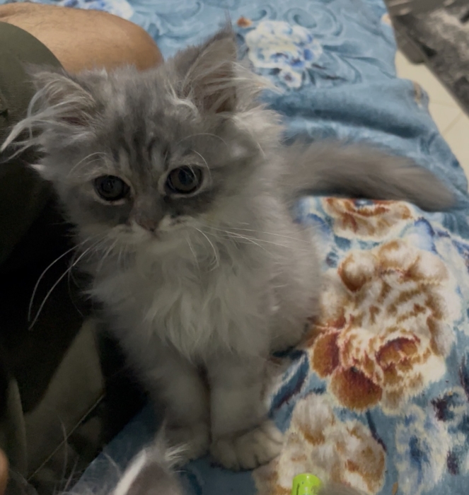 CHINCHILLA FEMELLE — 3 MOIS