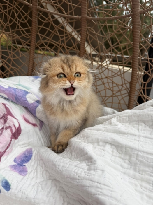 Chaton Scottish fold