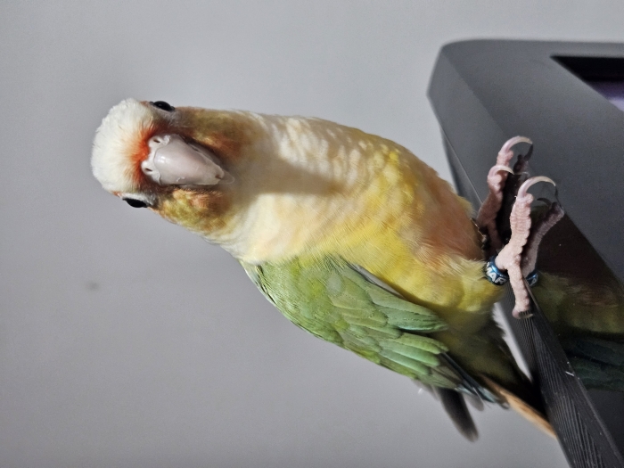 Conure molina mooncheek dressé