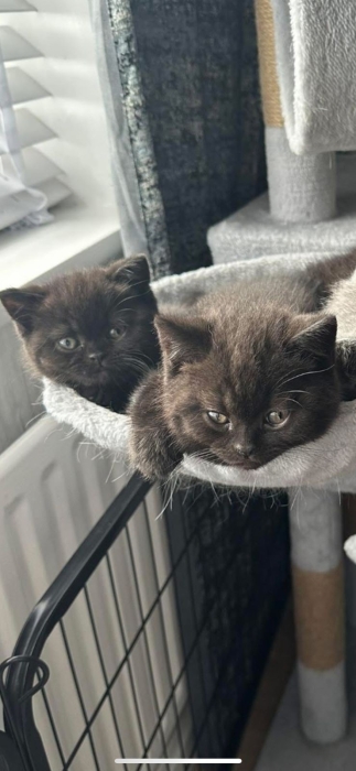 Scottish fold and straight