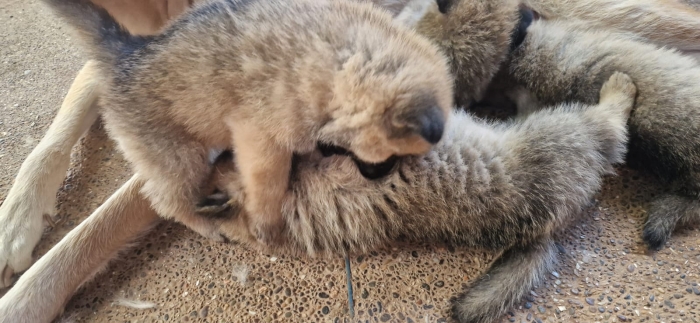 Akita (males et femelles)