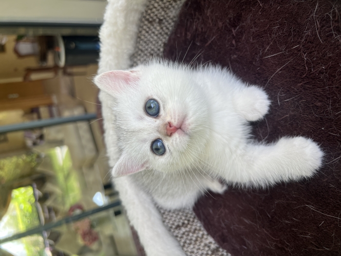 British shorthair