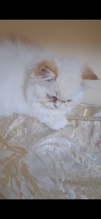 Chat persan himalaya