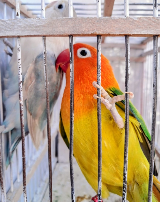 Inséparables طيور الحب