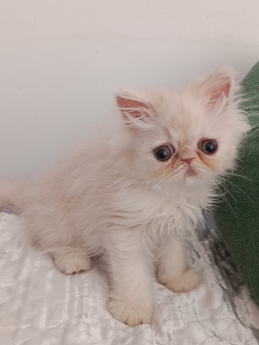 Petit mâle persan 2 mois