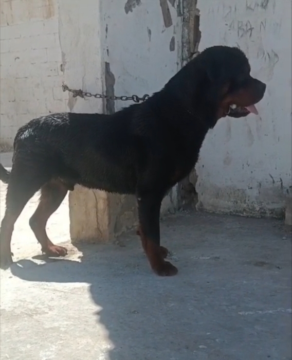 Male rottweiler race pure