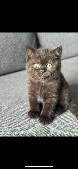 Scottish fold and straight