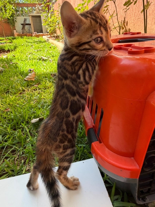Bengal