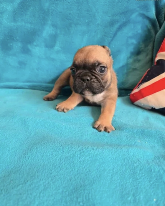 Bulldog Francais fauve