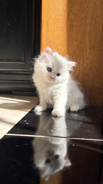 Scottish fold & british & Highland fold