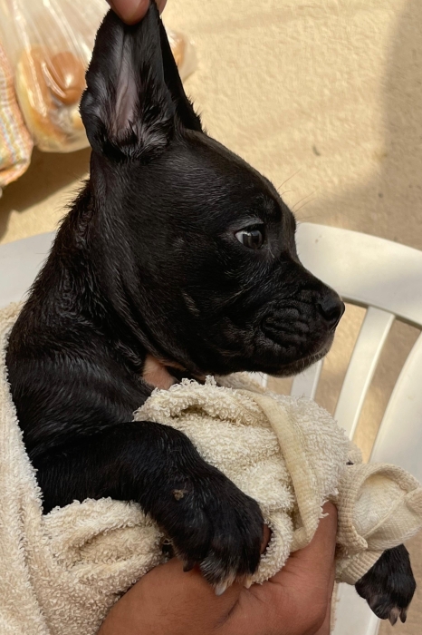 Cane corso