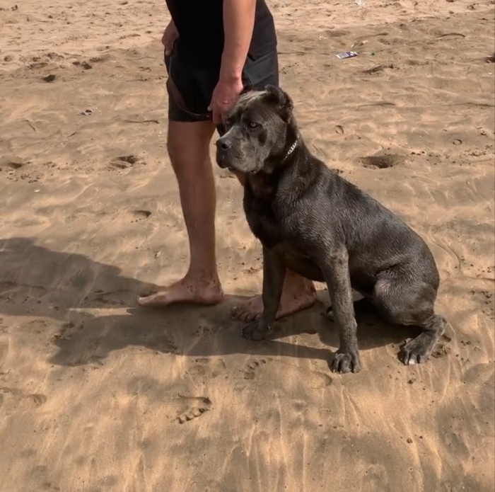 Femelle cane corso race pure 8 mois