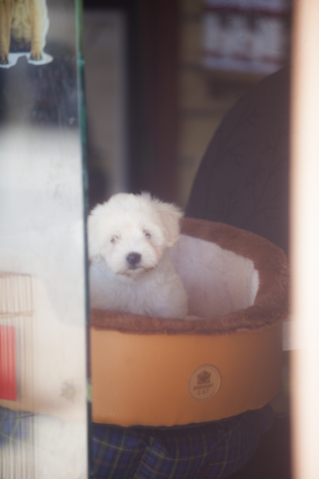 disponible chiots bichon maltais pur race
