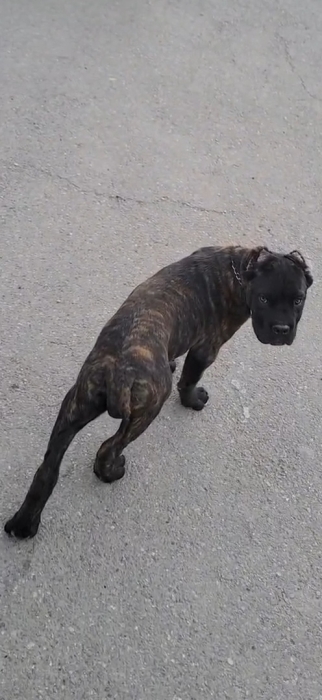 Cane corso
