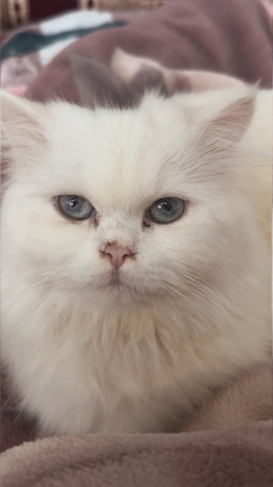 Cat Persian male